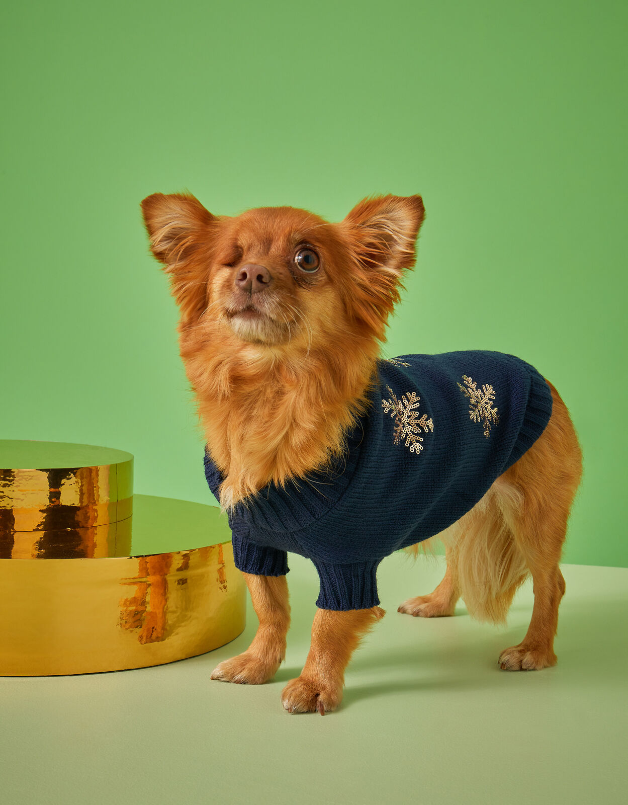 Accessorize cheap dog jumper