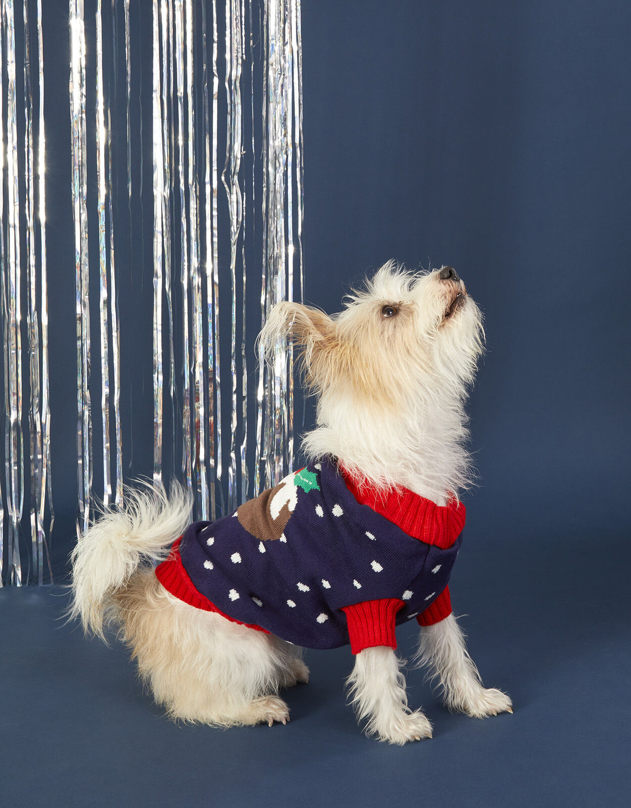 Christmas pudding shop dog jumper