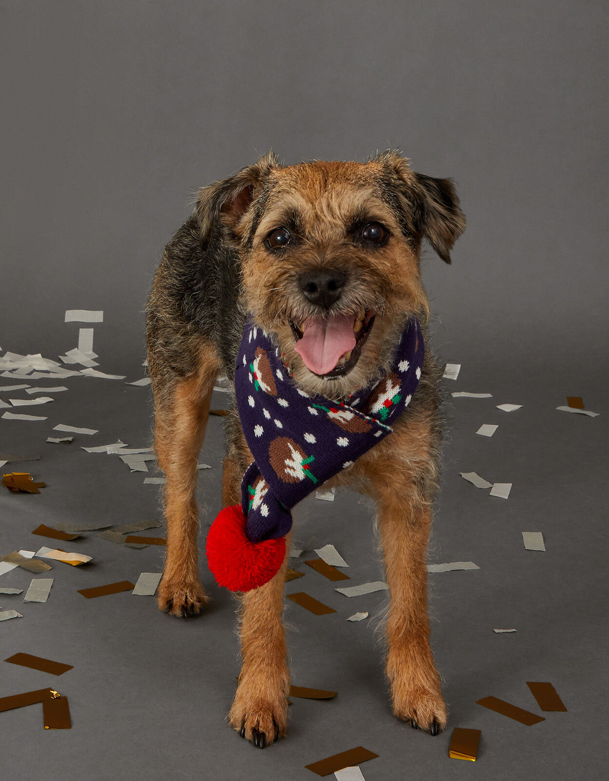 Accessorize dog clearance