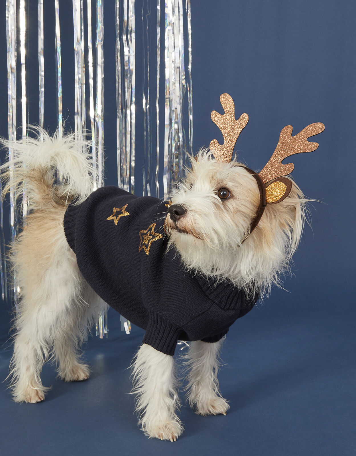 Accessorize dog jumper top