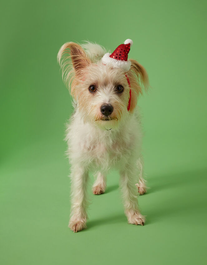 Santa Dog Headband, Red (RED), large