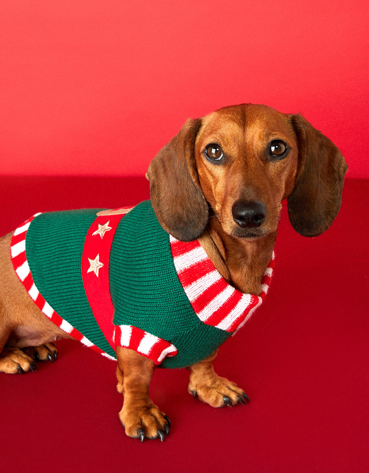 accessorize dog jumper