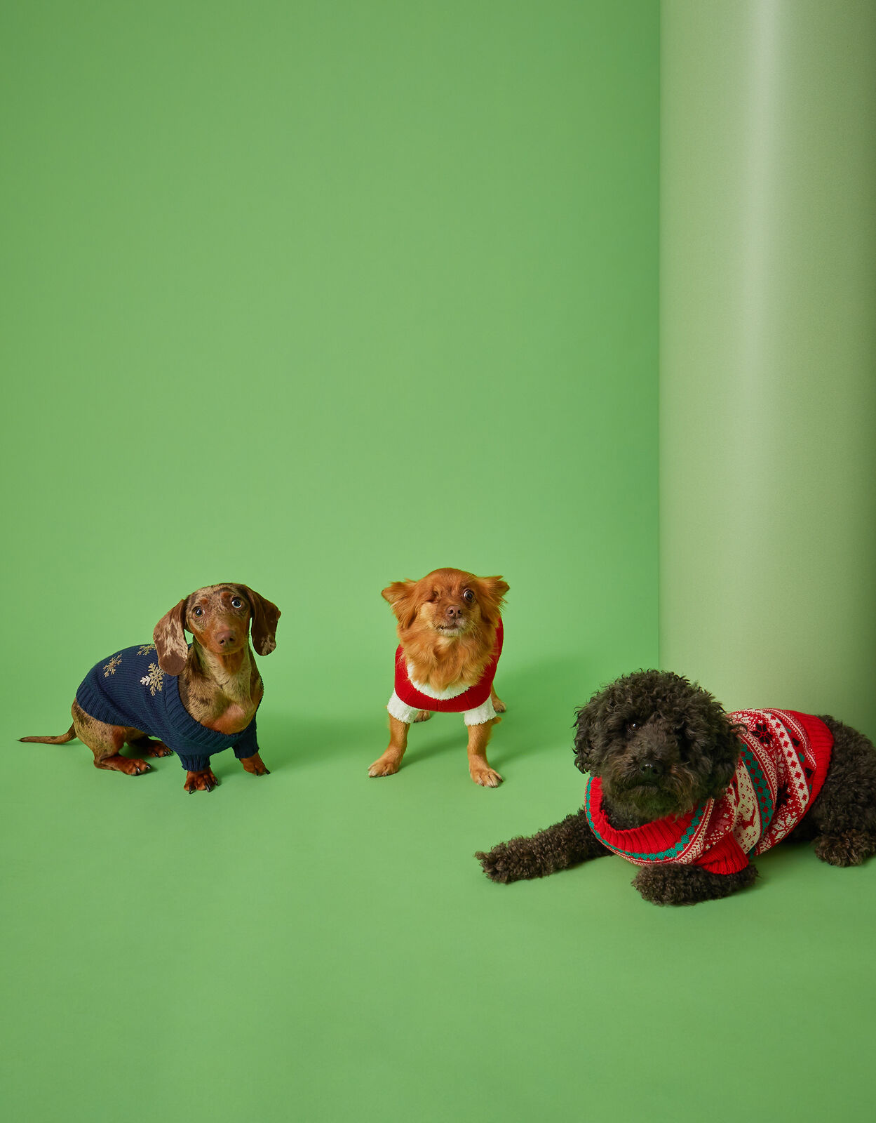 Accessorize dog jumper top