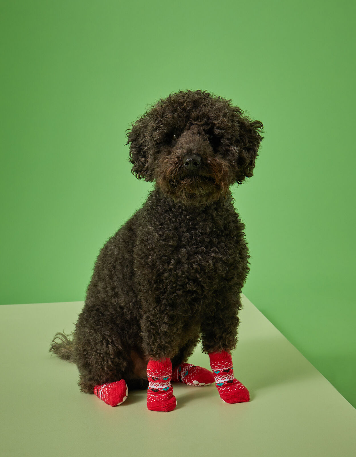 Christmas hotsell dog shoes