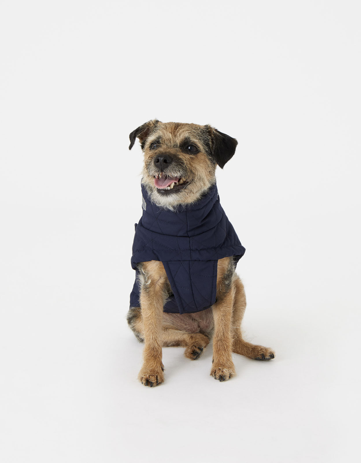 Blue dog jacket top