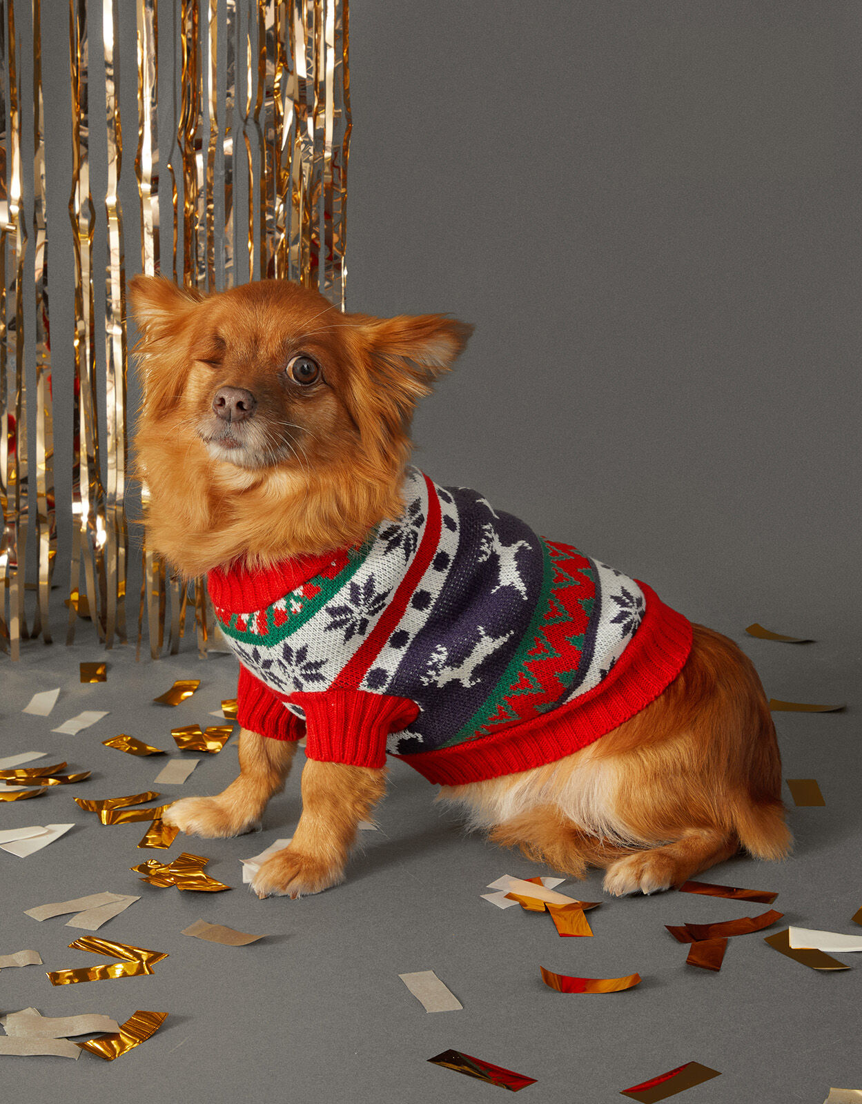 Accessorize deals dog jumper