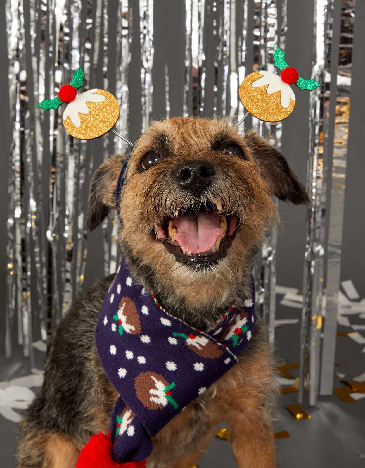 Christmas pudding dog outfit online