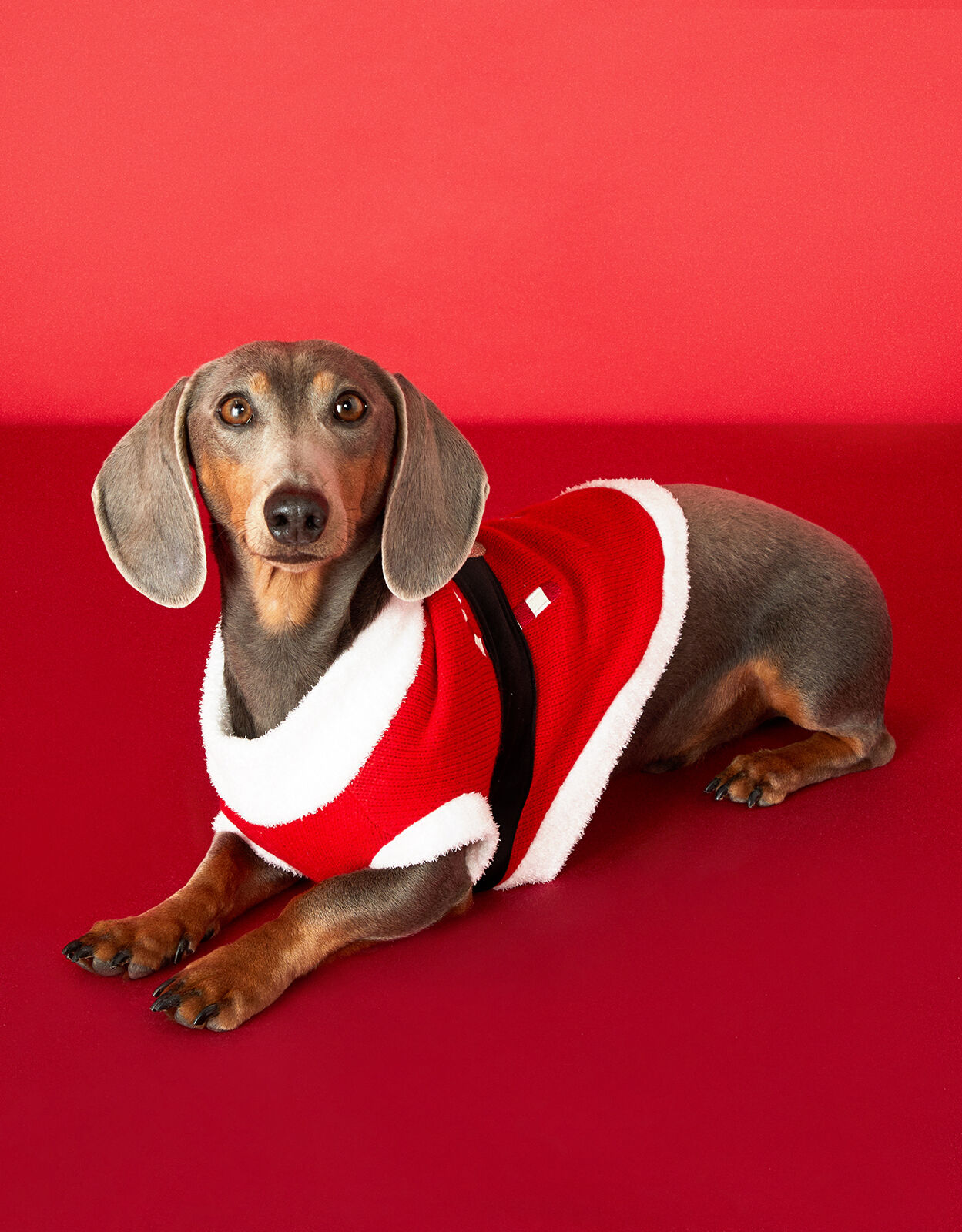 Accessorize dog jumper sales