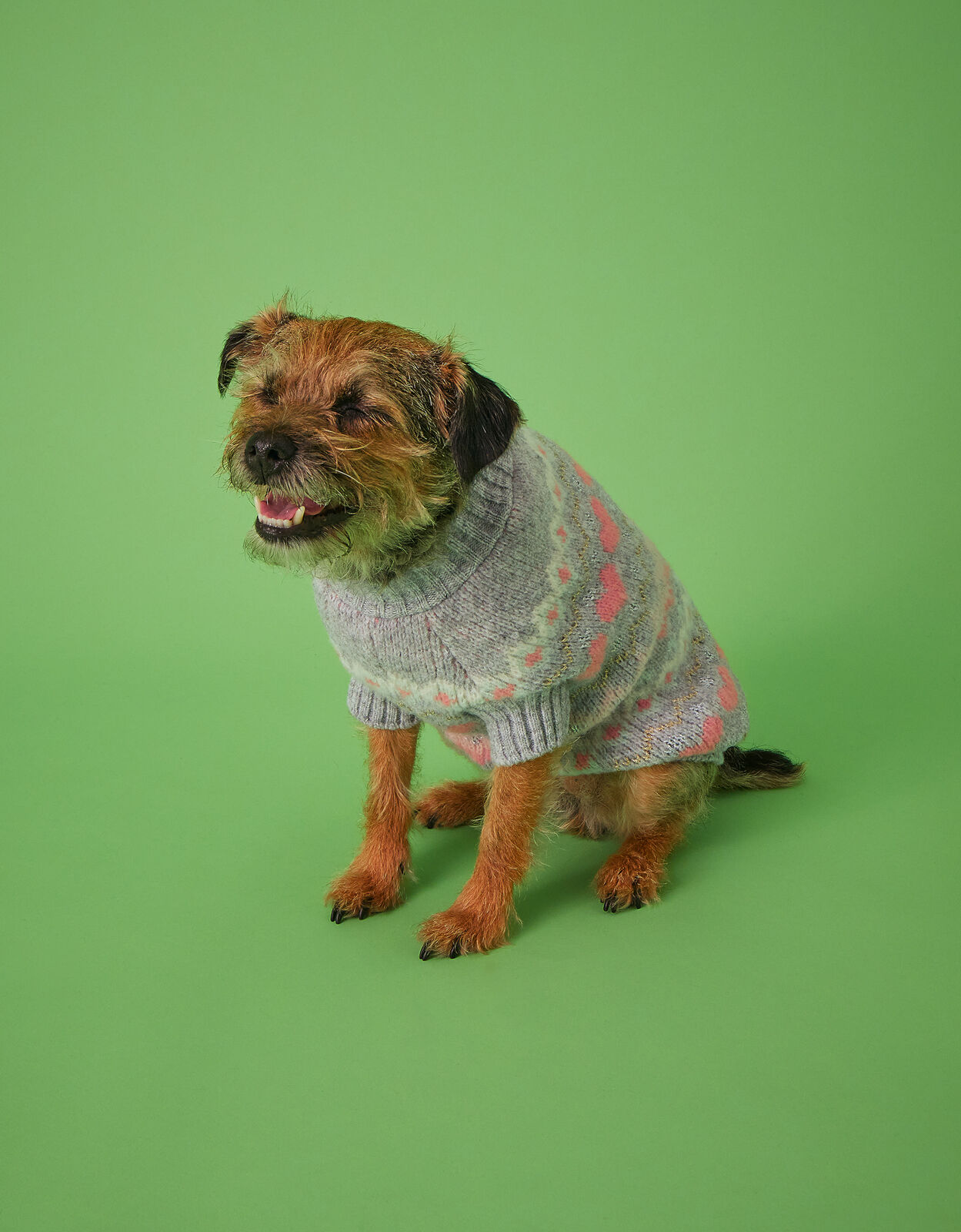 grey dog jumper