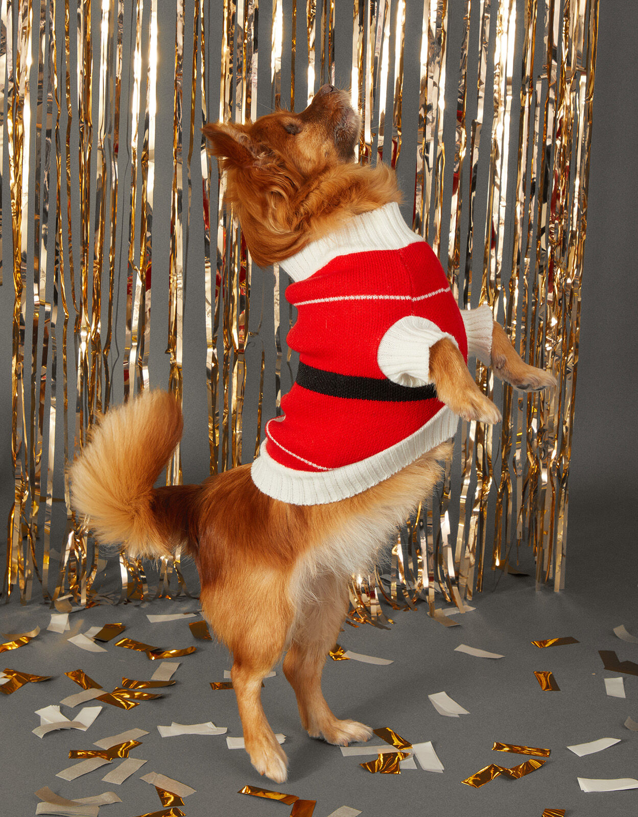 Santa Pet Christmas Jumper Red Gifts for pets Accessorize UK
