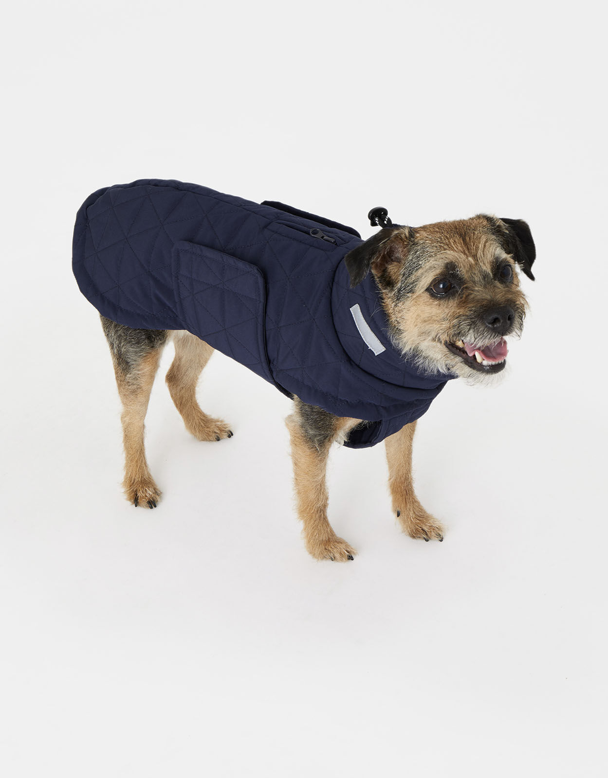Accessorize dog on sale
