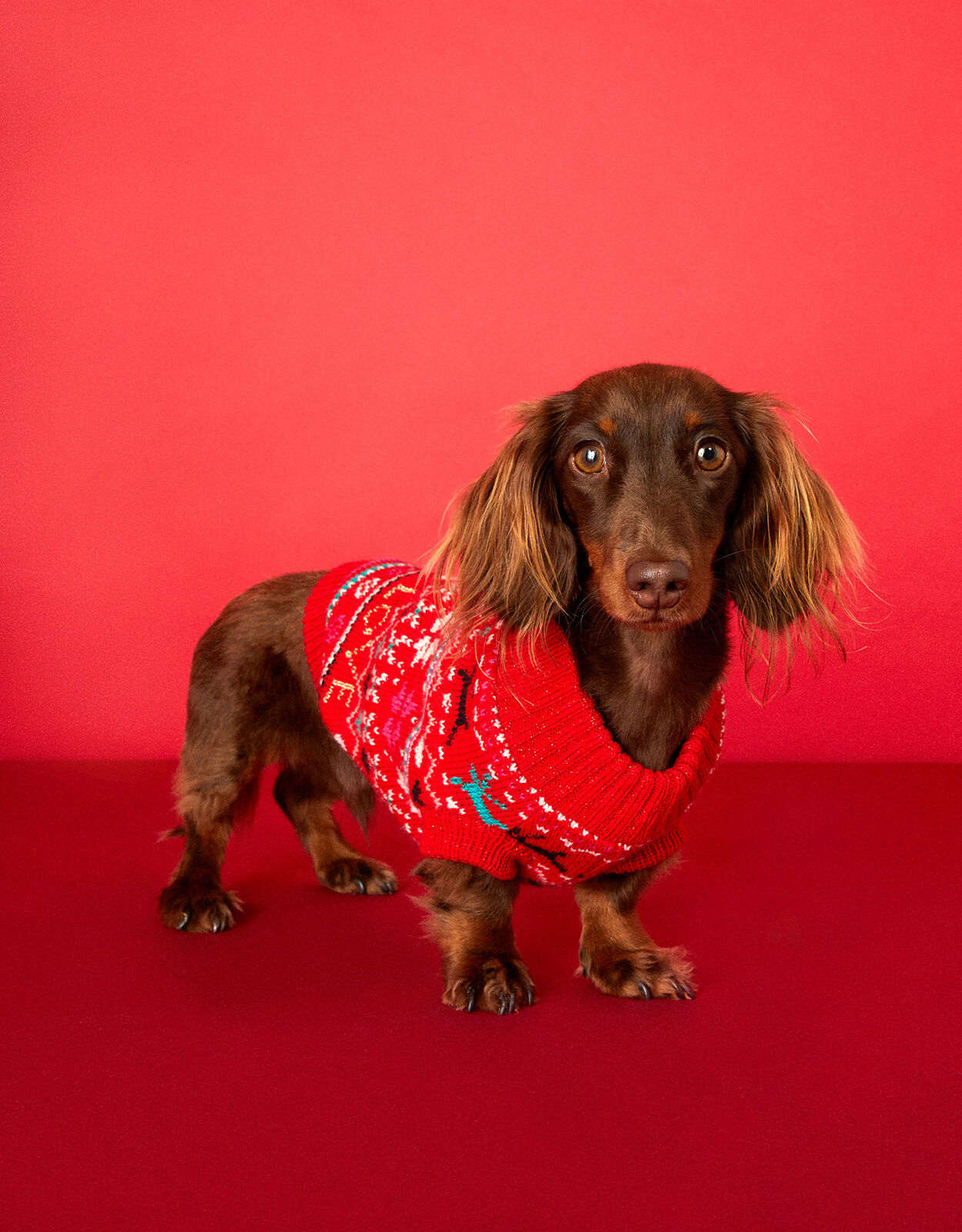 Accessorize dog jumper top